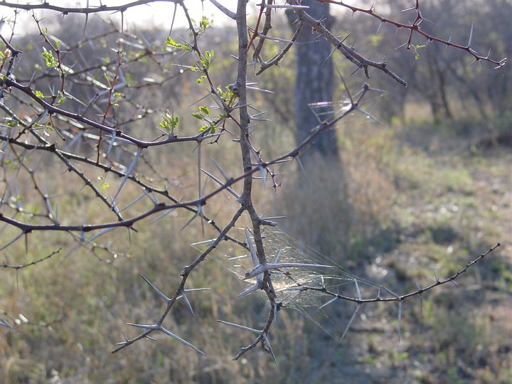 05203TransfrontierSkummelSkog.jpg