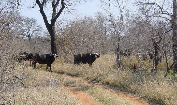05210TransfrontierBuffaloes.jpg