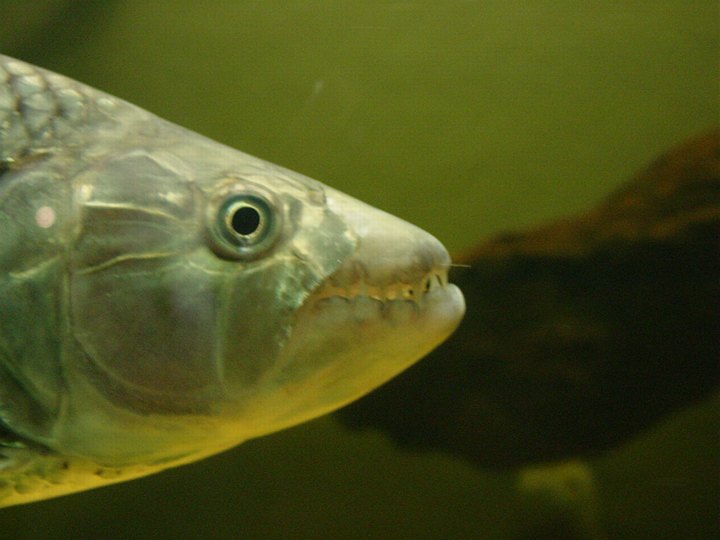 05245PretoriaTannfisk.jpg