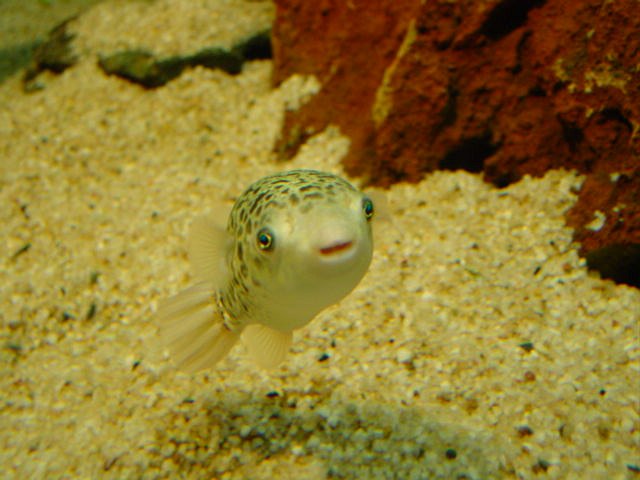 05247PretoriaFiskSomSerDumUt.jpg
