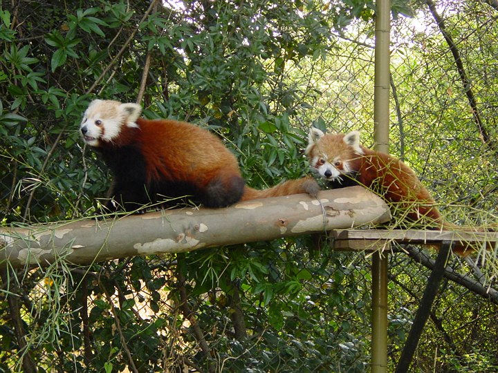 05280PretoriaHimalayabjoernerEllerNoe.jpg