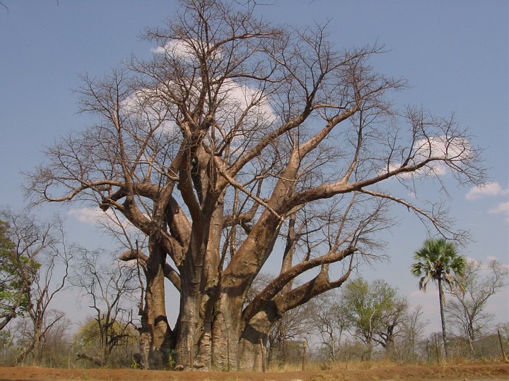 05295VicFallsSvaerBaobab.jpg