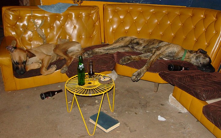 05326VicFallsWhoLetTheDogsOut.jpg