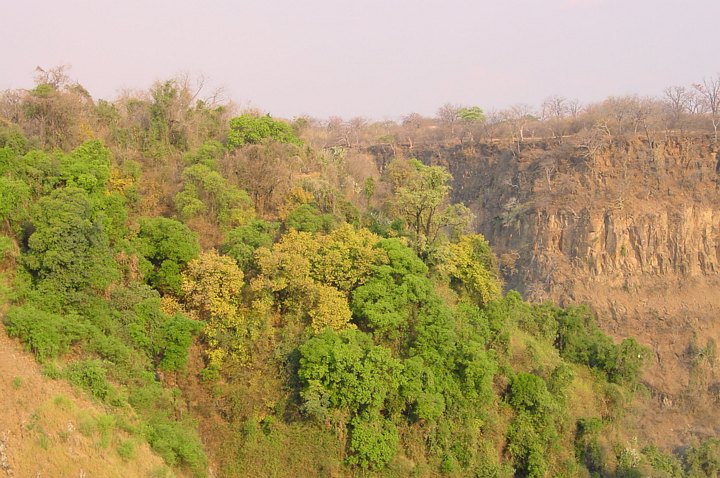 05401VicFallsZambiaPalmGroveGorge.jpg