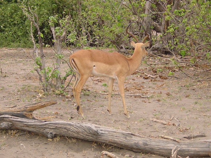 05420ChobeImpalabukk.jpg