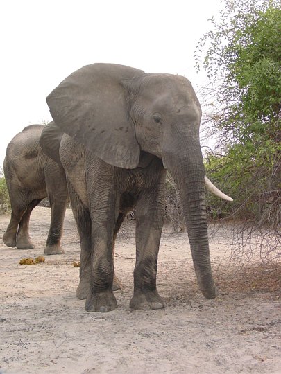 05428ChobeLeddelefant.jpg