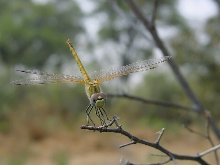 05442DragonflyTrueColours.jpg