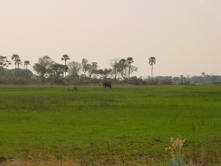 05446OkavangoElefantIMyra.jpg