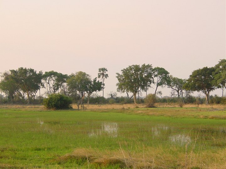 05449OkavangoGiraffOgSaann.jpg