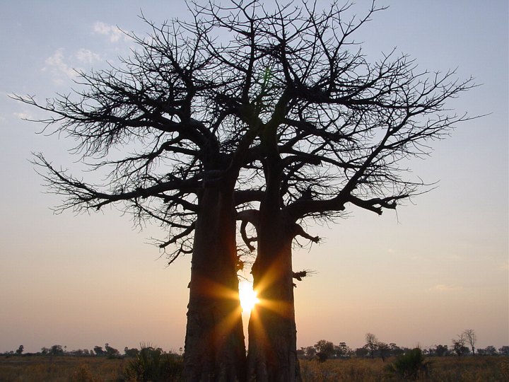 05452OkavangoSolnedgangIBaobab.jpg