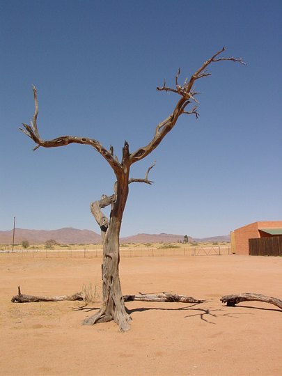 05563NamibiaTreSomSliterISolitaire.jpg