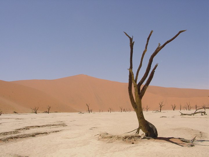 05630SossusvleiSaereTraerIDeadVlei.jpg