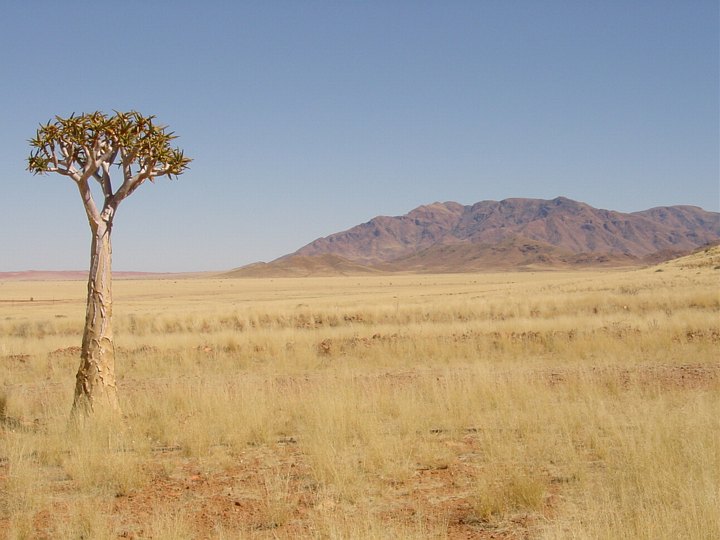 05648NamibiaRartTre.jpg
