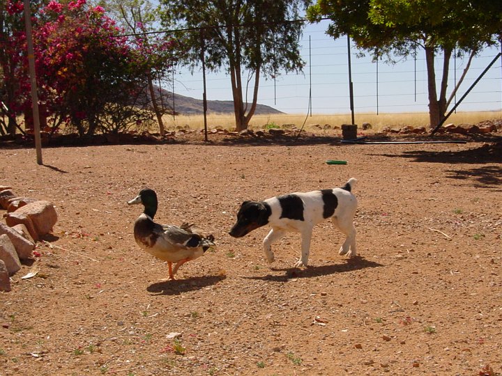 05649NamibiaJakthund.jpg