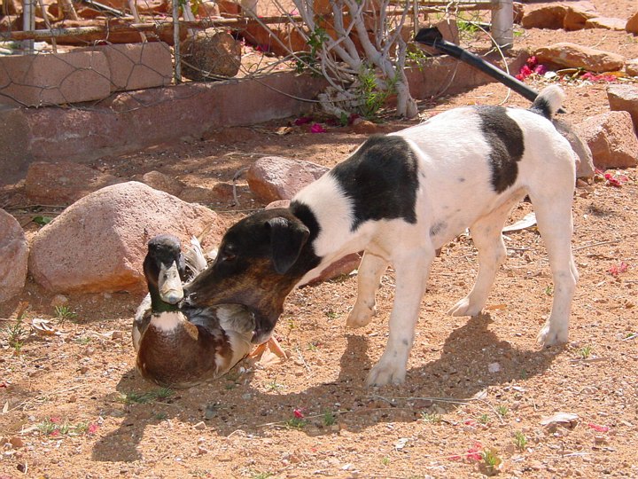 05650NamibiaStakkarsAnd.jpg
