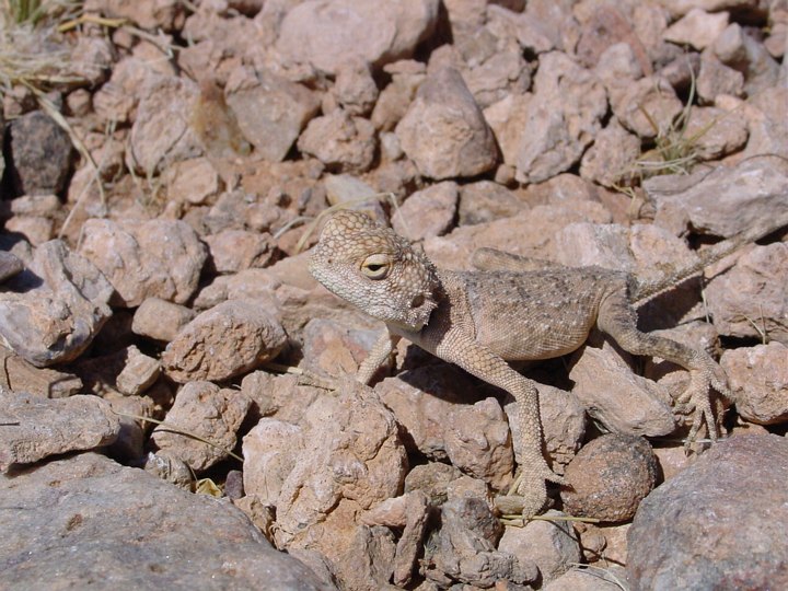 05763FishRiverCanyonUsynligOegle.jpg