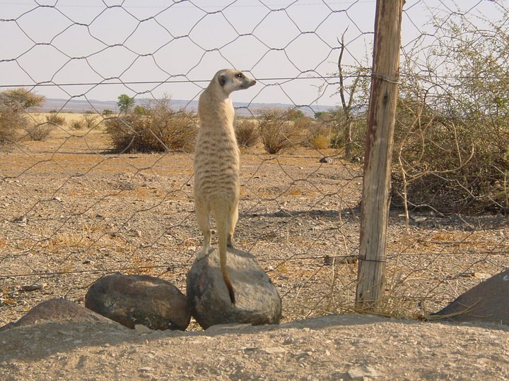 05784KokerboomwoudSurikattPaaGrensevakt.jpg