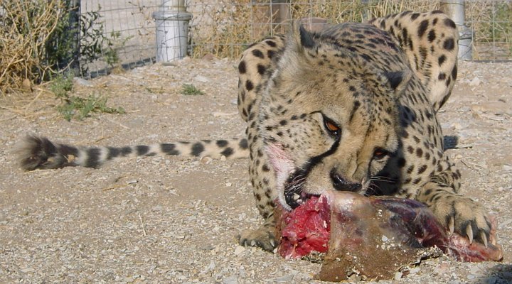 05801KokerboomwoudSlafsekatt.jpg