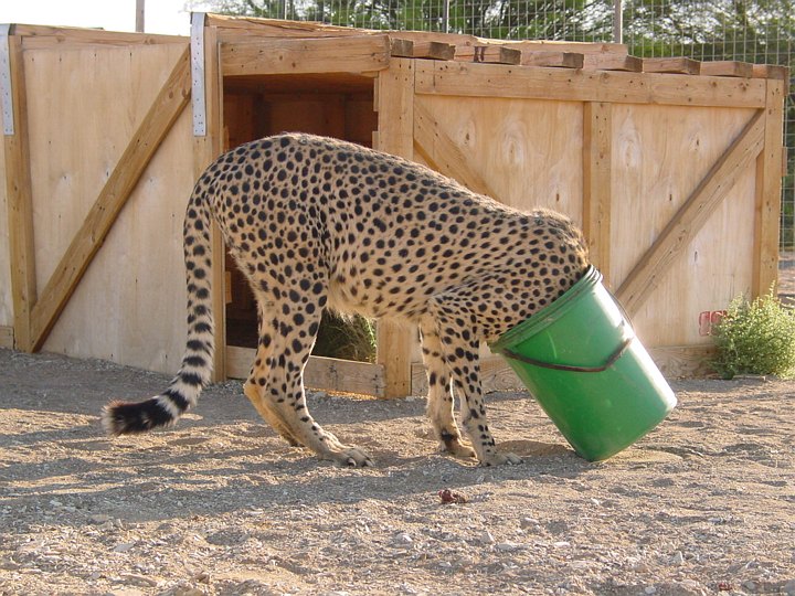 05804KokerboomwoudSultenKatt.jpg