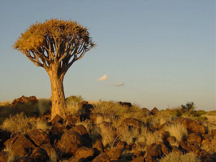 05812KokerboomwoudTreMedWeaverTree-reir.jpg