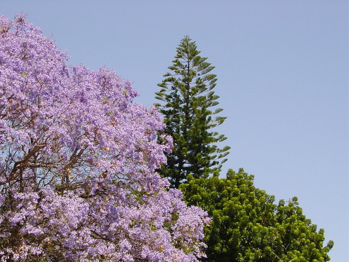 05833WindhoekJakarandablomstring.jpg