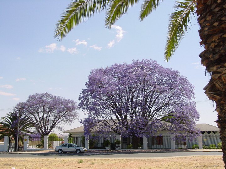 05838WindhoekJakarandaerOveralt.jpg