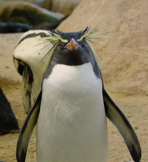 05932CapeTownKeiserpingvinerErRare.jpg