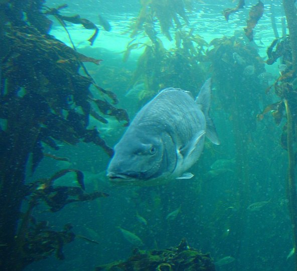 05933CapeTownTaremareby.jpg