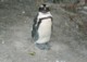 03957RobbenIslandSlappPingvin.jpg