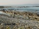 03959RobbenIslandPingvinstranda.jpg