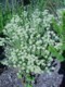 03994CapeTownKirstenboschFuzzyblomst.jpg
