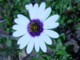 03998CapeTownKirstenboschTV2Blomsten.jpg