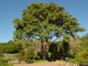 03999CapeTownKirstenboschStortre.jpg