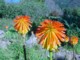 04000CapeTownKirstenboschSpeisablomster.jpg