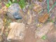 04003CapeTownKirstenboschFossiltraer.jpg