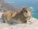 04040CapeTownTableMountainDazzy.jpg