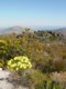 04045CapeTownMerFynbos.jpg