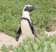 04088BoulderBeachPingvinIDetGroenne.jpg