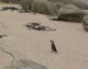 04089BoulderBeachLonelyPenguin.jpg