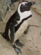 04103BoulderBeachJackass.jpg