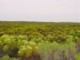 04107CapeMasseFynbos.jpg