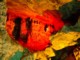 04277OudtshoornCangoSpeisaCaves.jpg