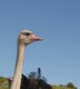 04292OudtshoornMyRide.jpg