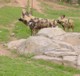 04315OudtshoornAfrikanskVillhund.jpg