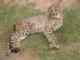 04320OudtshoornKulKatt.jpg