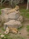 04322OudtshoornLionsClub.jpg