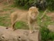 04326OudtshoornBigCat.jpg