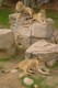 04336OudtshoornTrekantkatt.jpg