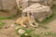 04337OudtshoornTroettkatt.jpg