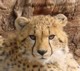 04341OudtshoornAnnoyedCat.jpg
